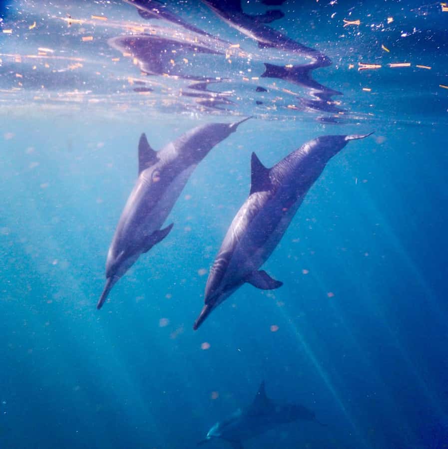 Le Morne: Private Boat Tour Dolphin-Watching & swimming - Who this tour suits best (and who should think twice)