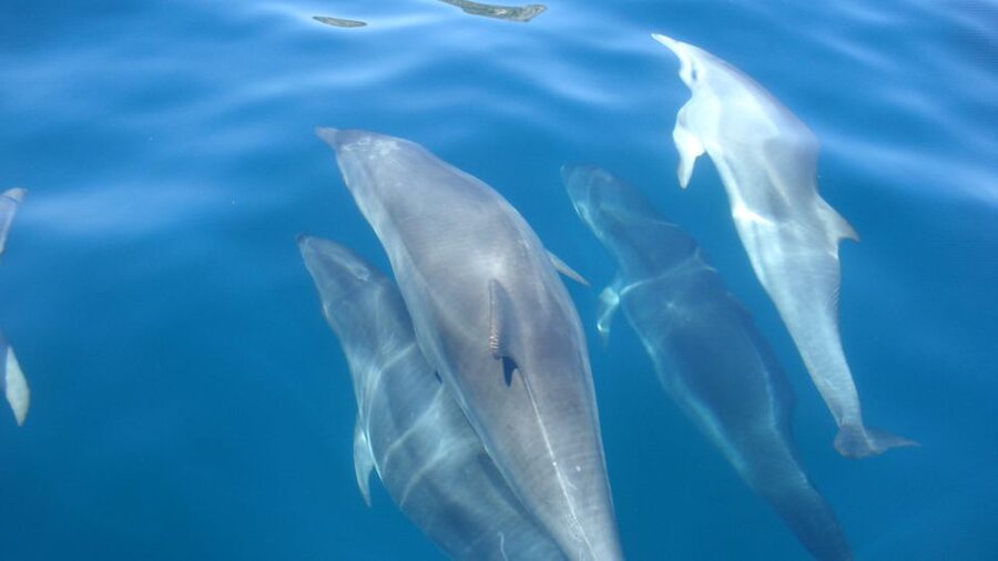 Lisbon: Arrábida Natural Park Dolphin Watching Boat Tour - Value check: is $58 worth it?