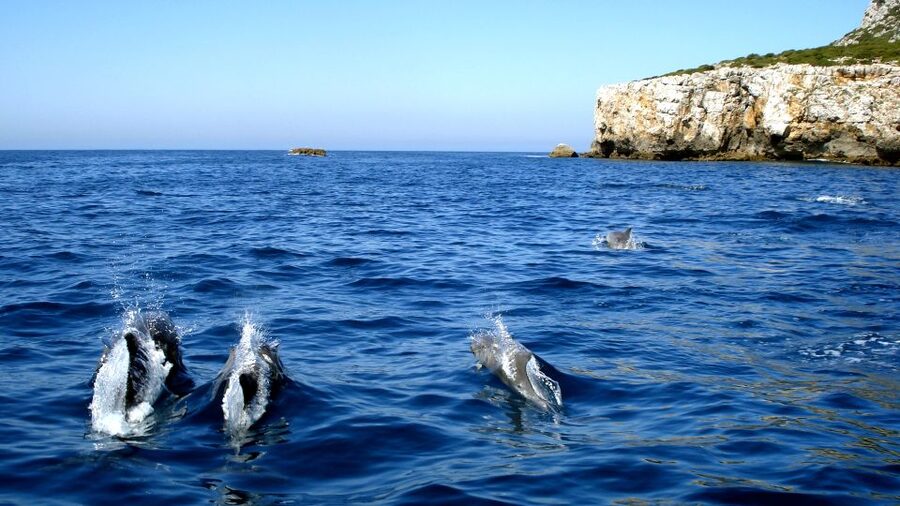 Lisbon: Arrábida Natural Park Dolphin Watching Boat Tour - Arrábida Natural Park: why this dolphin tour feels different