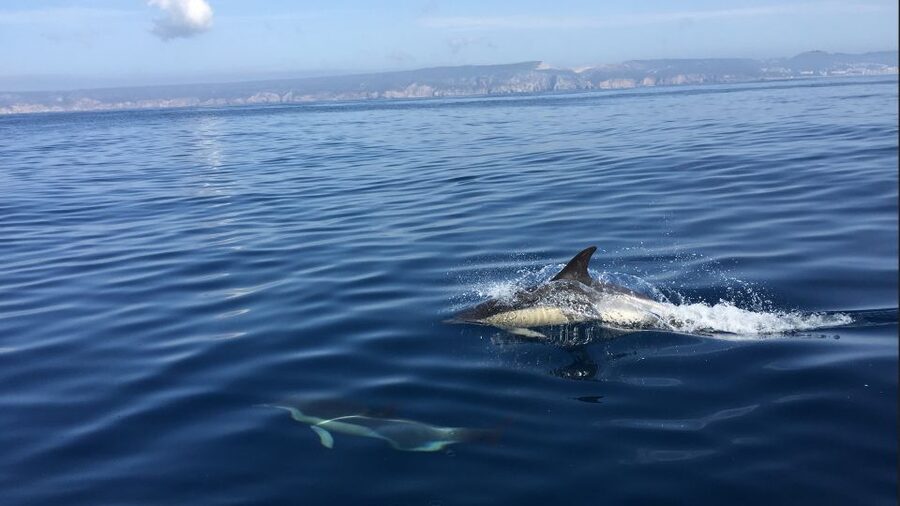 Lisbon: Arrábida Natural Park Dolphin Watching Boat Tour - The semi-inflatable boat ride: calm water, big coastline views