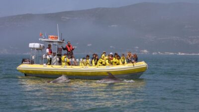 Lisbon: Arrábida Natural Park Dolphin Watching Boat Tour - Meeting in Sesimbra vs getting picked up in Lisbon