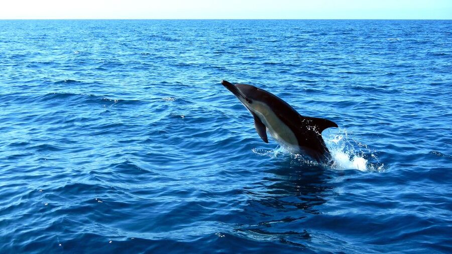 Lisbon: Arrábida Natural Park Dolphin Watching Boat Tour - What you might see along the coast (not just dolphins)