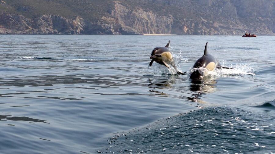 Lisbon: Arrábida Natural Park Dolphin Watching Boat Tour - The food break: regional pastry when you’re ready for it