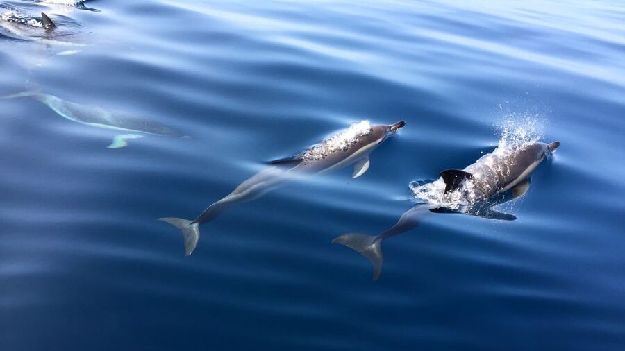 Lisbon: Arrábida Natural Park Dolphin Watching Boat Tour - Timing and weather: how to set expectations without ruining the fun