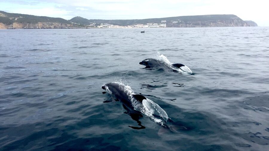 Lisbon: Arrábida Natural Park Dolphin Watching Boat Tour - Who this tour is best for (and who might want to rethink it)