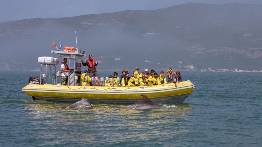 Lisbon: Arrábida Natural Park Dolphin Watching Boat Tour - Meeting in Sesimbra vs getting picked up in Lisbon