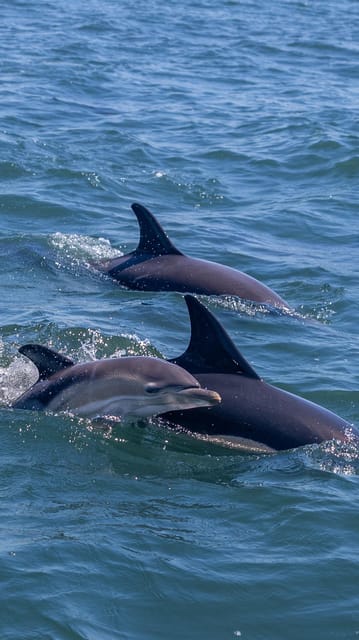 Lisbon: Dolphin Watching with Marine Biologist - Small Group - Key things that make this dolphin tour worth your attention