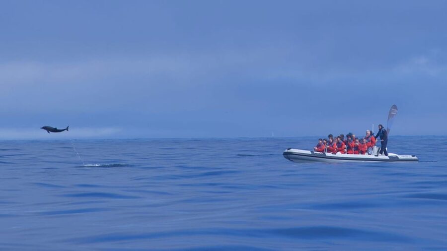 Lisbon: Dolphin Watching with Marine Biologist - Small Group - Who This Tour Is Best For (and who should skip it)