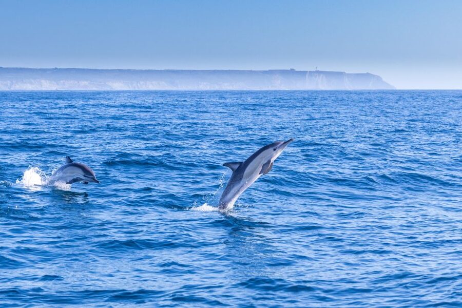 Lisbon: Dolphin Watching with Marine Biologist - Small Group - Setting Off From the Oceanic Lounge (and why that matters)