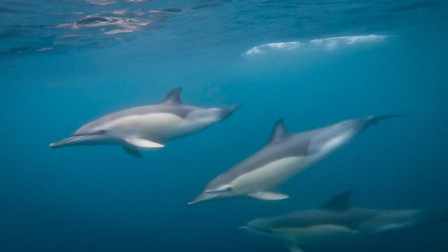 Lisbon: Dolphin Watching with Marine Biologist - Small Group - Tagus River to the Sea: Your Most Likely Dolphin-Spotting Window