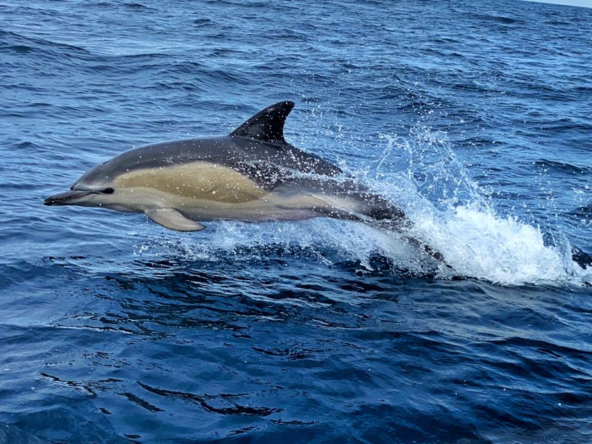 Lisbon: Dolphin Watching with Marine Biologist - Small Group - The Conservation Angle: What Your Ticket Supports