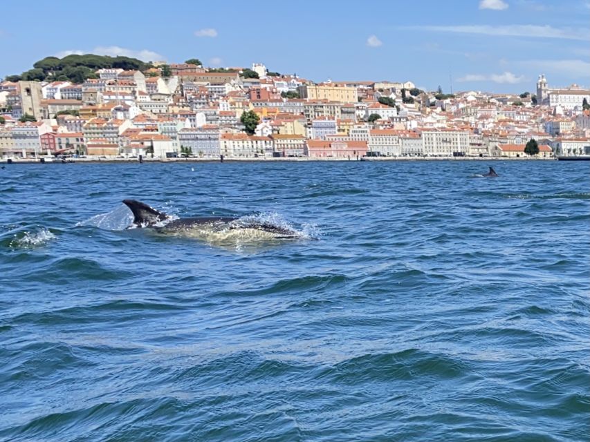 Lisbon: Dolphin Watching with Marine Biologist - Small Group - Comfort, Wind, and Seasickness: Your Survival Kit for This Ride