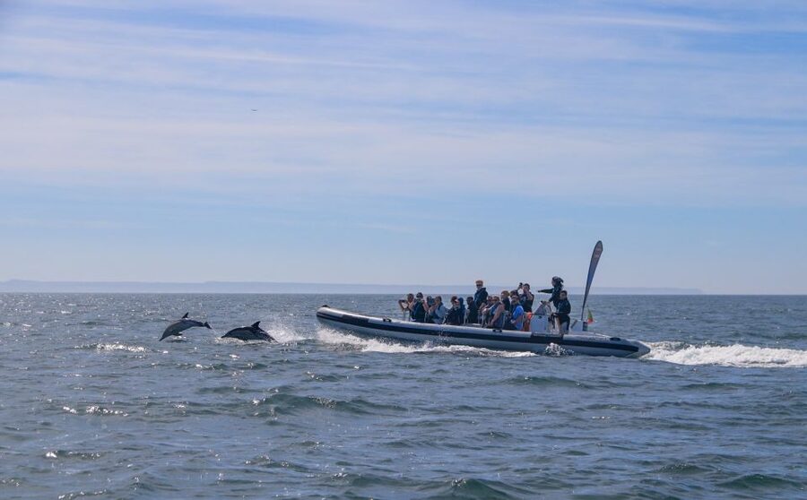 Lisbon: Dolphin Watching with Marine Biologist - Small Group - Price and Value: Is $61 a Fair Deal?