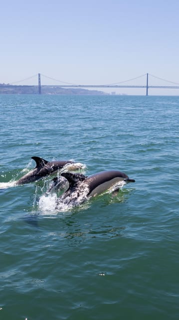 Lisbon: Dolphin Watching with Marine Biologist - Small Group - From Dock to Open Sea: What the 3-Hour Experience Feels Like