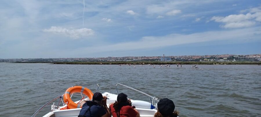 Lisbon: Tagus Estuary Nature Reserve Birdwatching Boat Tour - Key things that make this Tagus bird boat tour special