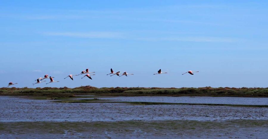 Lisbon: Tagus Estuary Nature Reserve Birdwatching Boat Tour - Why the Tagus Estuary feels like a different Lisbon
