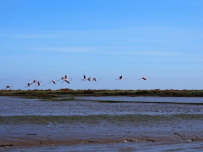 Lisbon: Tagus Estuary Nature Reserve Birdwatching Boat Tour - Meet Captain Carlos Cera at Onda Luso-Americana