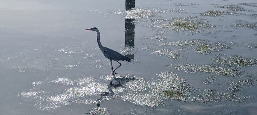 Lisbon: Tagus Estuary Nature Reserve Birdwatching Boat Tour - Mouchao da Povoa and the Vasco da Gama Bridge pass