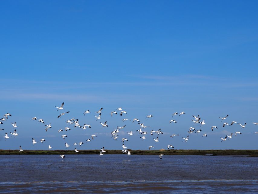 Lisbon: Tagus Estuary Nature Reserve Birdwatching Boat Tour - Who should book this Lisbon birdwatching tour?