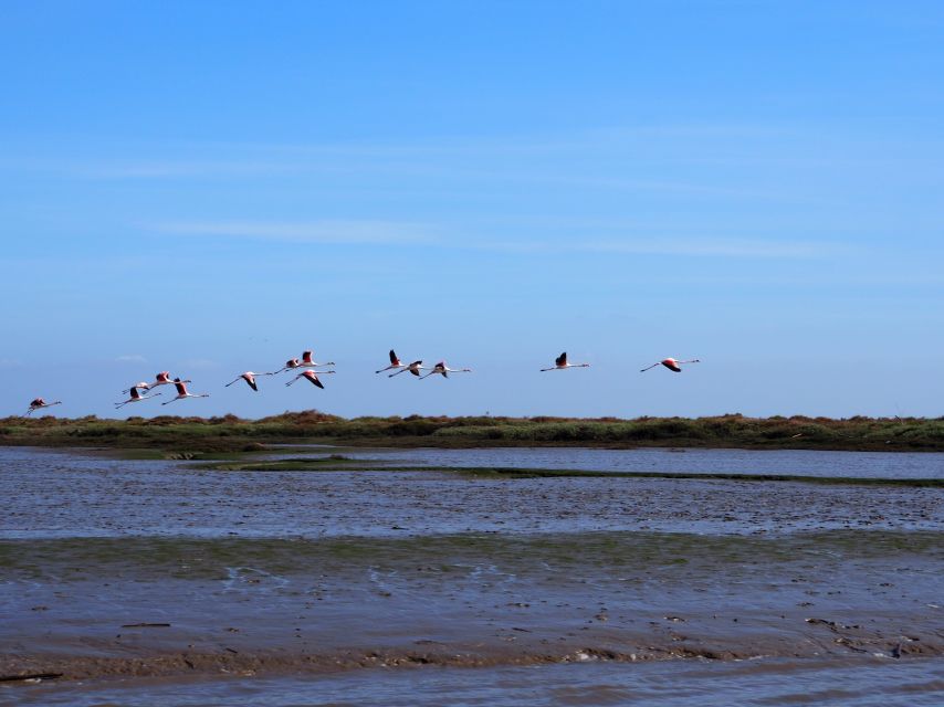 Lisbon: Tagus Estuary Nature Reserve Birdwatching Boat Tour - Meet Captain Carlos Cera at Onda Luso-Americana