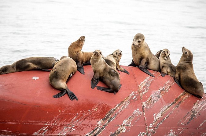 Long Beach Harbor 45-Minute Boat Tour - Price and Value: Is $15 Worth It?