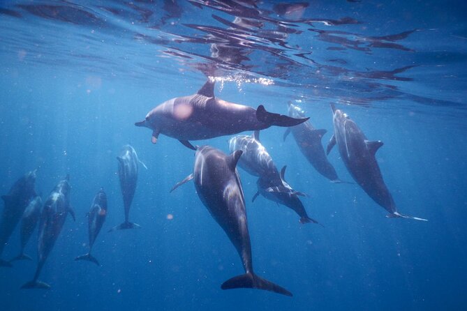 Lydia Boat Mauritius :Private boat tour:Whales&Dolphins encounter - Entering The Day: Le Morne’s Early Departure