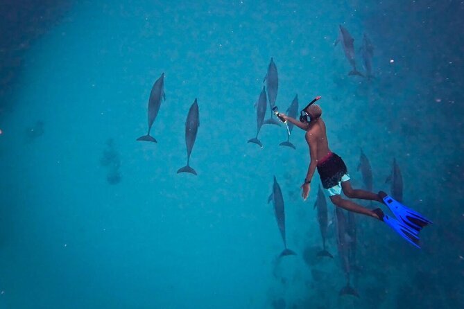 Lydia Boat Mauritius :Private boat tour:Whales&Dolphins encounter - Expect More Than Just Dolphins (Whales, Turtles, and Sea Life)