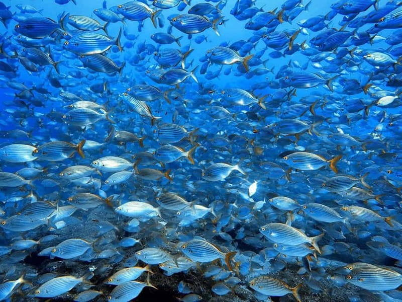 Madeira: Ponta de São Lourenço Snorkeling Boat Trip - Fish, Rock Formations, and Creature Spotting Without the Guesswork