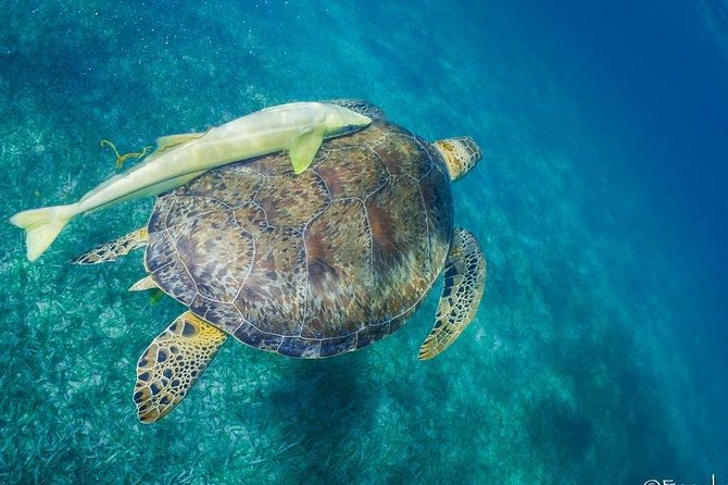 Mahahual Snorkeling Adventure: Turtle Encounter - Stop One: Sand and Algae Grasses Where Hawksbill Turtles Are the Goal