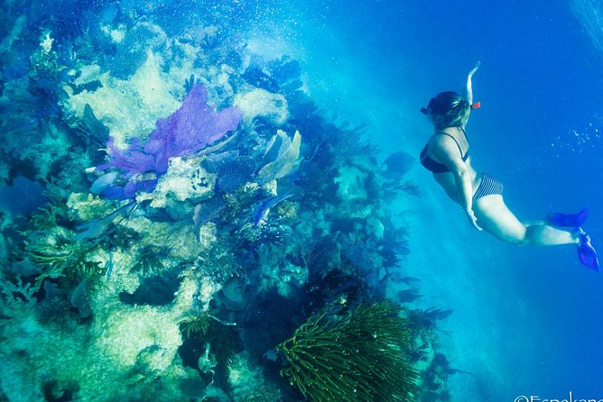 Mahahual Snorkeling Adventure: Turtle Encounter - Beginner-Friendly Snorkeling That Still Takes Effort
