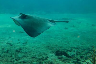 Mahahual Snorkeling Adventure: Turtle Encounter - Stop Two Near the Reef Crest: Coral Heads and Lots of Tropical Fish