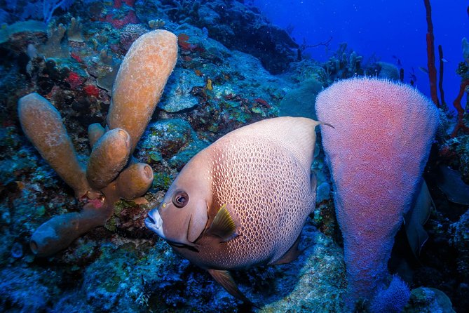 Mahahual Snorkeling Adventure: Turtle Encounter - Price and Value: What $32 Buys You in Mahahual