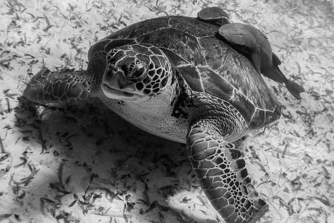 Mahahual Snorkeling Adventure: Turtle Encounter - Getting There From the Cruise Port: Short Taxi, Then Find Your Way