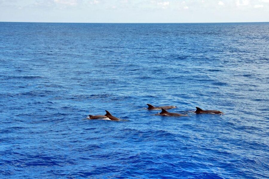 Mallorca: 3-Hour Afternoon Dolphin Watching Boat Tour - Key highlights