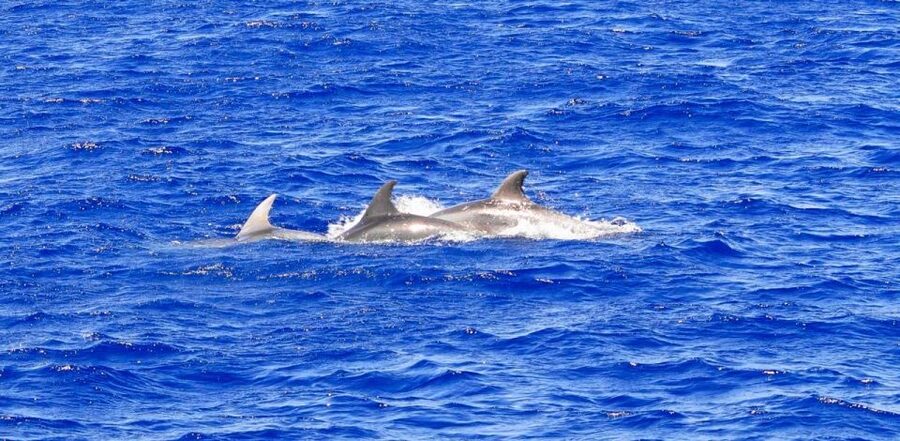 Mallorca: 3-Hour Afternoon Dolphin Watching Boat Tour - Why this Mallorca dolphin cruise feels like more than a sightseeing ride