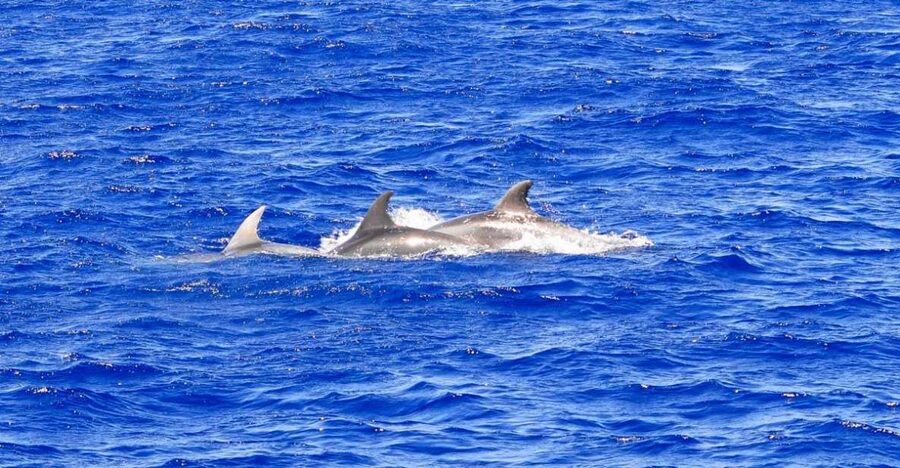 Mallorca: 3-Hour Afternoon Dolphin Watching Boat Tour - The dolphin-spotting plan: how they search for active pods
