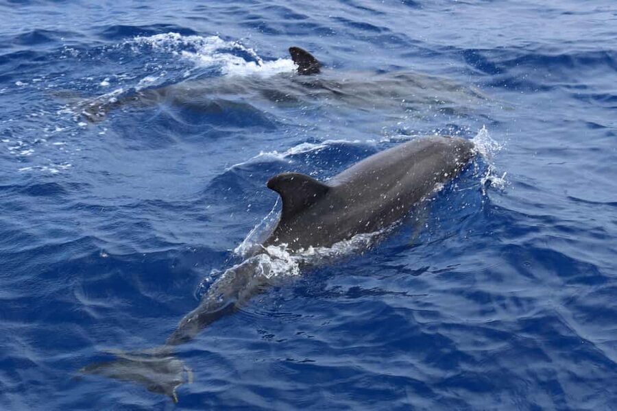 Mallorca: 3-Hour Afternoon Dolphin Watching Boat Tour - Glass-bottom windows: the underwater view that makes the 3 hours count