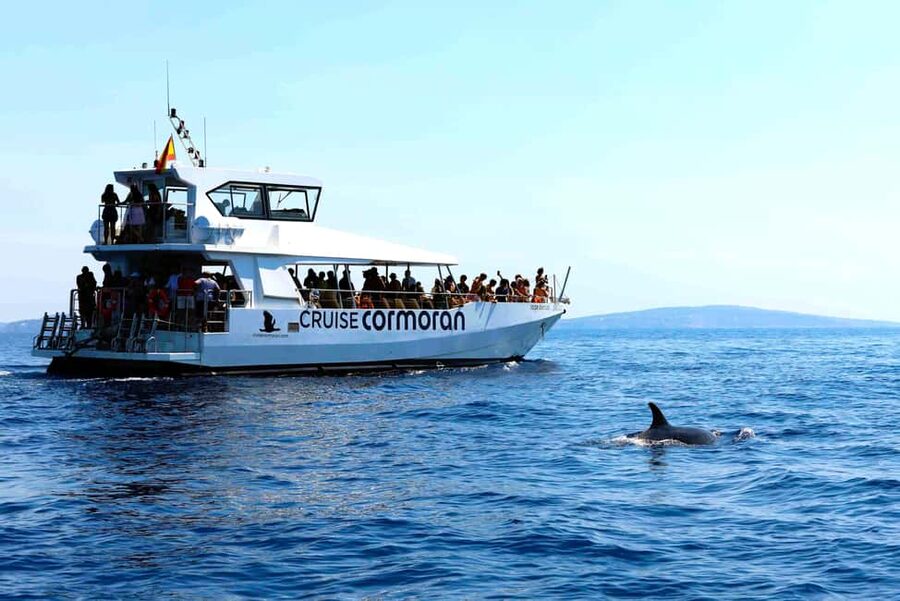 Mallorca: 3-Hour Afternoon Dolphin Watching Boat Tour - Sun time on the solarium, plus bars and entertainment for the whole group