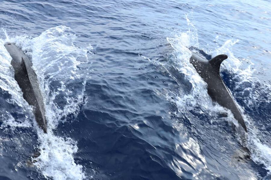 Mallorca: 3-Hour Afternoon Dolphin Watching Boat Tour - What to expect in your day-to-day schedule (without the stress)