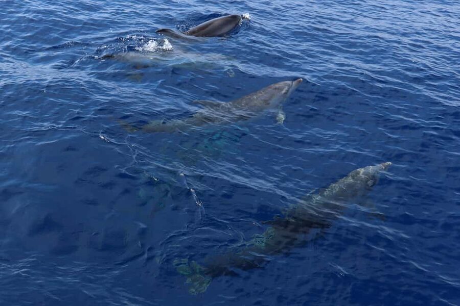Mallorca: 3-Hour Afternoon Dolphin Watching Boat Tour - Family-friendly fun, but watch for crowding and comfort