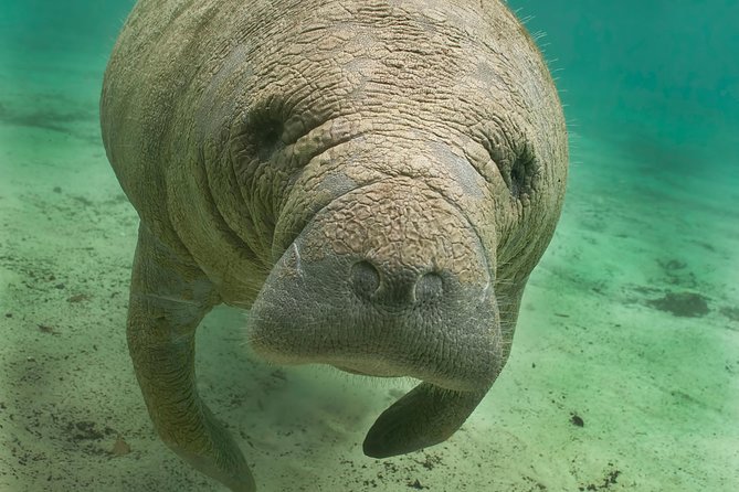 Manatee Sightseeing and Wildlife Boat Tour - Quick Takeaways Before You Go