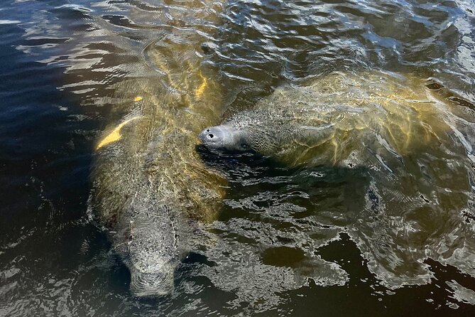 Manatee Sightseeing and Wildlife Boat Tour - Naples Waterways Start at Port of the Islands Marina