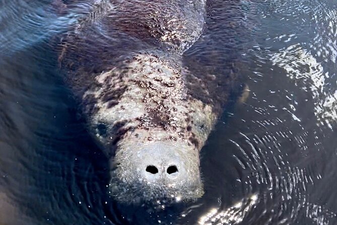 Manatee Sightseeing and Wildlife Boat Tour - How Captains Scan for Manatees, Gators, Birds, and Sharks