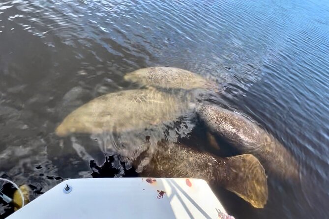 Manatee Sightseeing and Wildlife Boat Tour - The 90-Minute Route: Marina Start to Wildlife Hot Spots