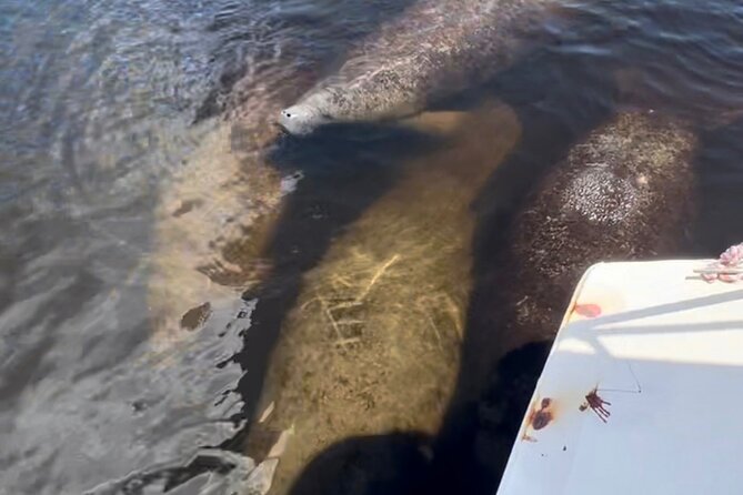 Manatee Sightseeing and Wildlife Boat Tour - What You’ll See: From Noses to Bull Sharks (Sometimes)