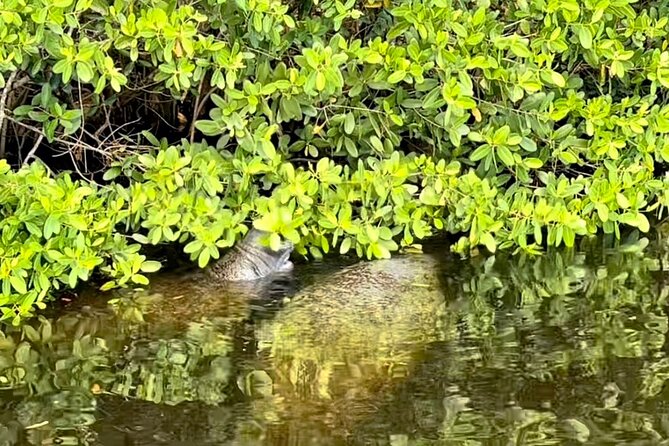 Manatee Sightseeing and Wildlife Boat Tour - Price and Value: What $69.99 Buys You in Naples