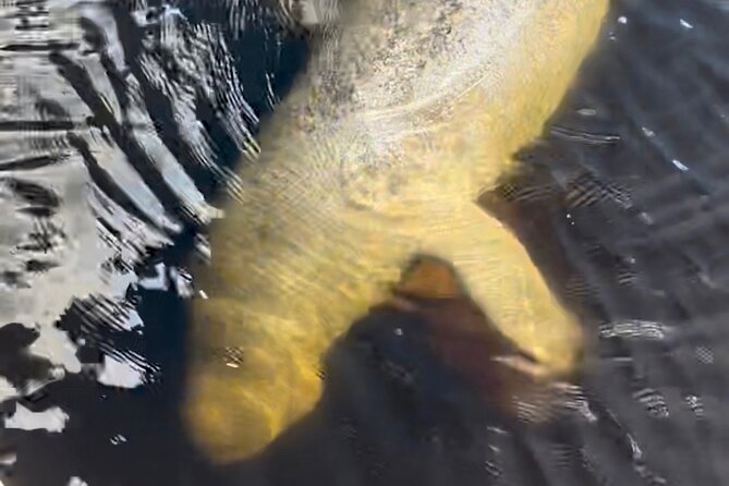 Manatee Sightseeing and Wildlife Boat Tour - Small-Group Logistics That Affect Your Day