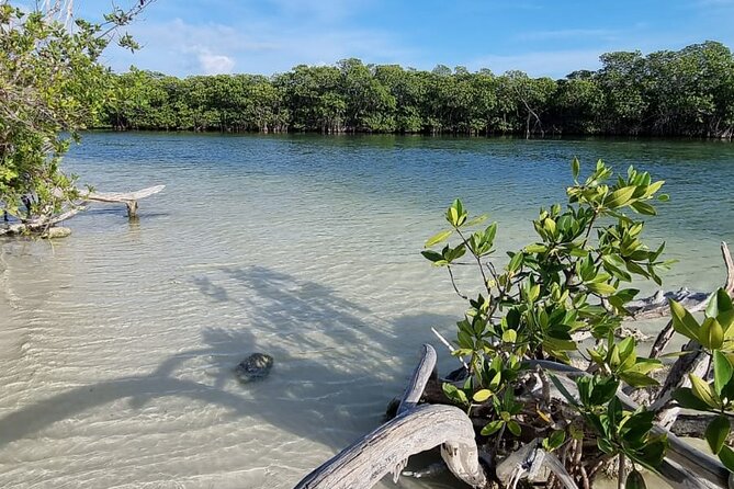 Mangrove and Lagoon Speed Boat Tour - The Private Beach Stop: A Nice Bonus, Not Always a Sure Thing