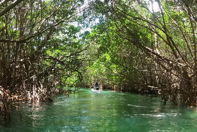 Mangrove and Lagoon Speed Boat Tour - Group Size, Privacy, and Boat Assignments