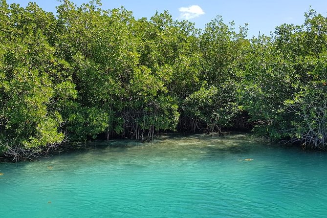 Mangrove and Lagoon Speed Boat Tour - Who This Tour Suits Best (and Who Might Skip It)